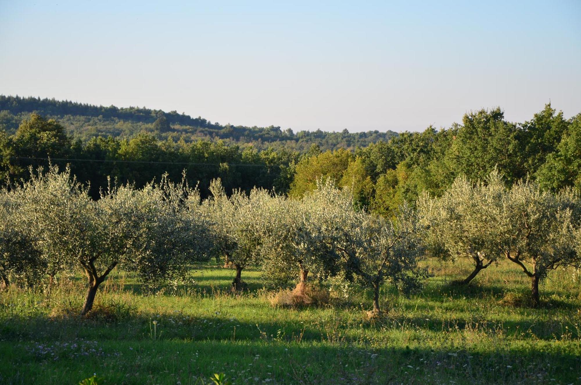 Villa Leopoldo By Istrian Country Houses Barat  외부 사진